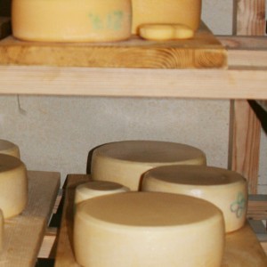 reifender Käse im Keller, aufsteigend von jung nach alt